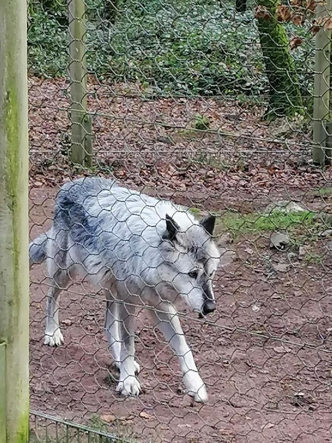 Ferienwohnung Am Wolfsweg Merzig Eksteriør bilde